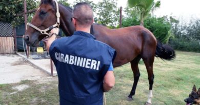 carabinieri cavalli il corriere della provincia ciociaria frosinone