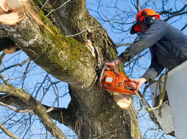 taglio alberi pericolosi veroli il corriere della provincia