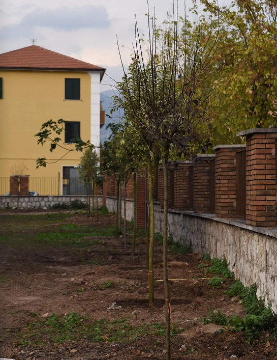 Cassino, dal Comune una compostiera sotto l'albero - Cassino Notizie