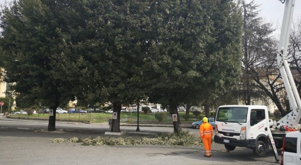 taglio alberi frosinone il corriere della provincia