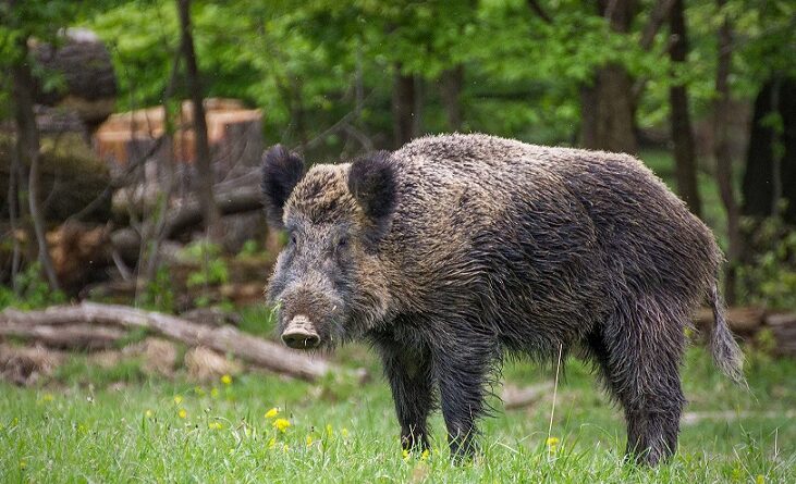 cinghiale