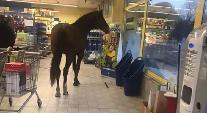 sardegna-cavallo-ippodromo-sassari-ittiri-eurospin-supermercato