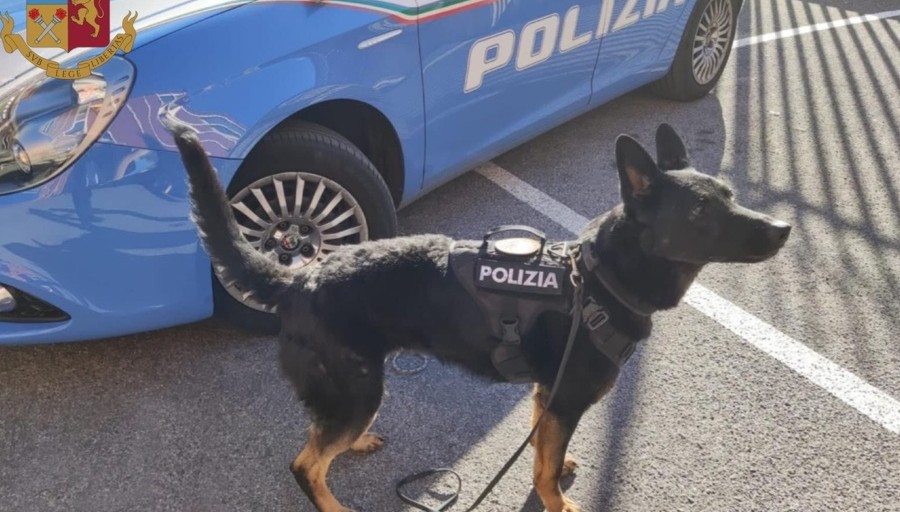 Cassino, spaccio di droga: arrestati due giovani. Decisivo il fiuto del cane Odina che ha scovato lo stupefacente – Tu News 24 #adessonews