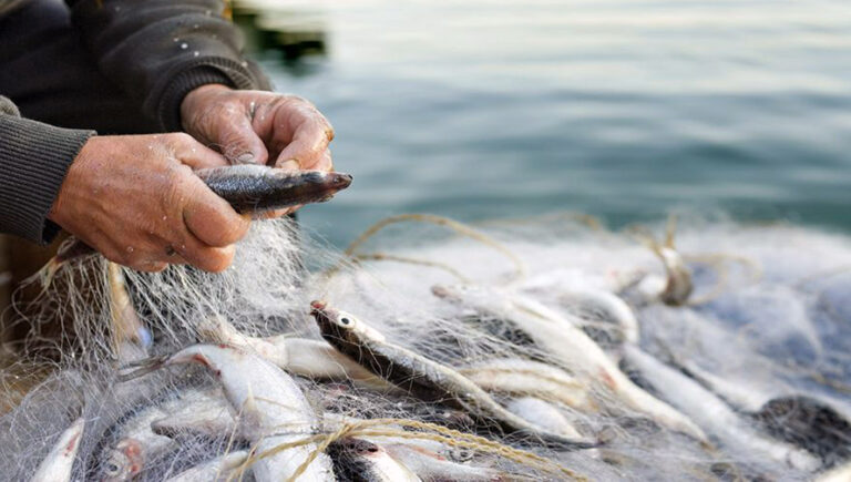 Lazio, due milioni di euro per le imprese di trasformazione dei prodotti della pesca e dell’acquacoltura