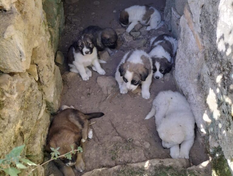 cuccioli randagi volontari raccolta fondi